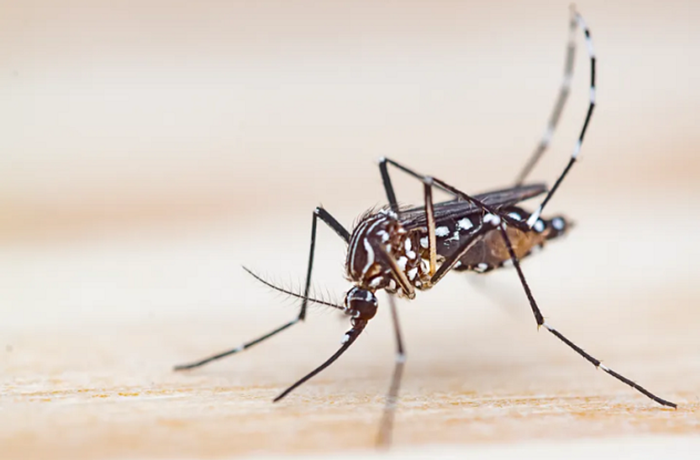 المرض يسبب حمى حادة وألماً مزمناً في المفاصل