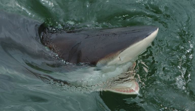 قرش يهاجم راكب أمواج