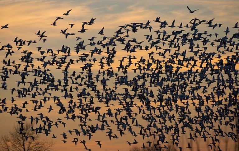 الطيور- أرشيفية