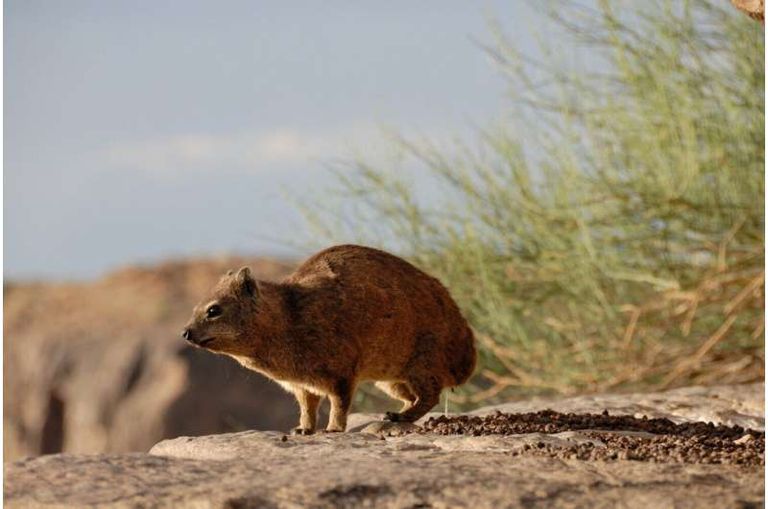 أثر محتمل لمؤخرة وبر صخري