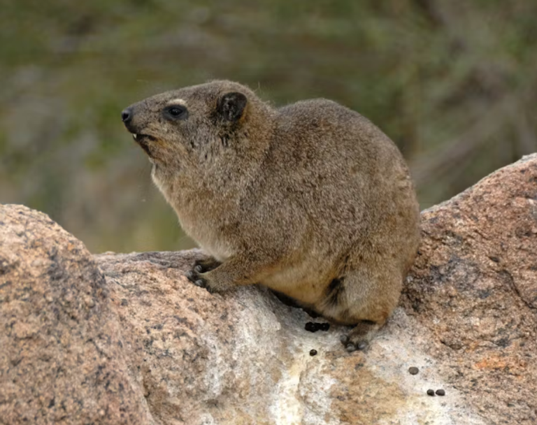 أثر محتمل لمؤخرة وبر صخري