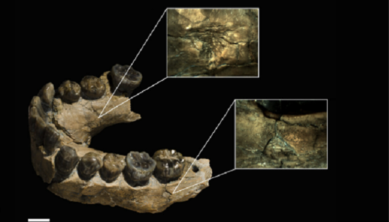 دراسة تكشف أن الفهود كانت تلتهم وجوه الإنسان الأول المعروف باسم " هومو هابيلس "