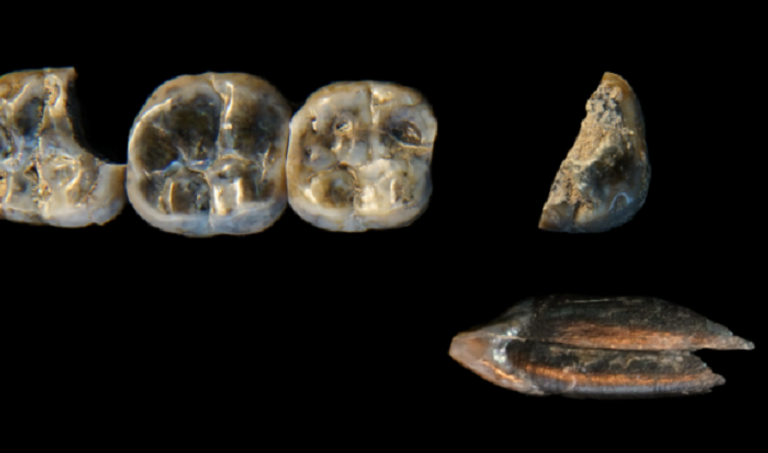 دراسة تكشف أن الفهود كانت تلتهم وجوه الإنسان الأول المعروف باسم " هومو هابيلس "