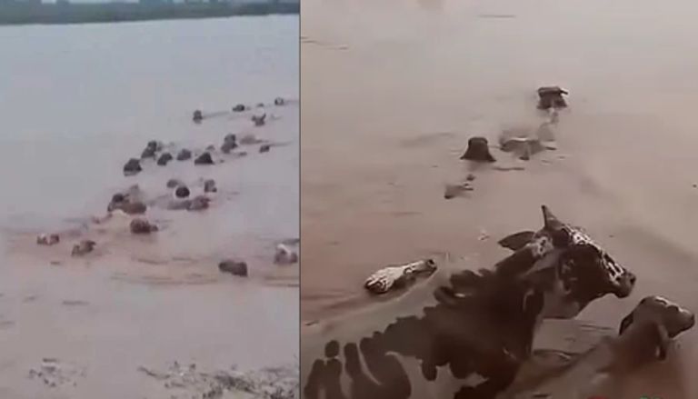 حقيقة انجراف الأبقار من السودان إلى مصر