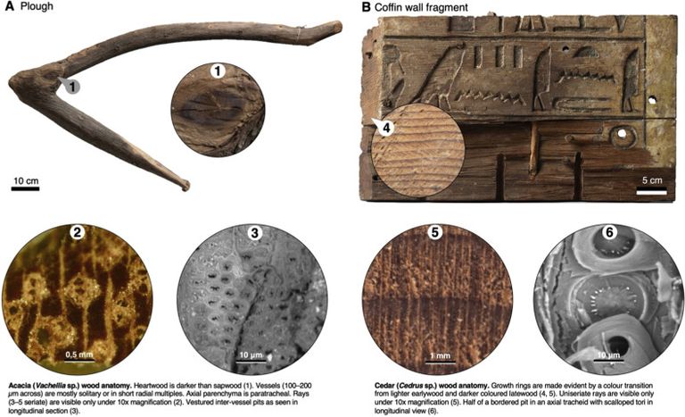 الباحثون حددوا أنواع الأخشاب المستخدمة في القطع الأثرية دون الحاجة لأخذ عينات 