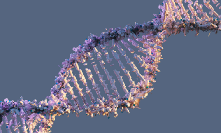 البروتين "KCTD10" يحمي الحمض النووي من خلال عملة كمنظم مرور داخل الخلية