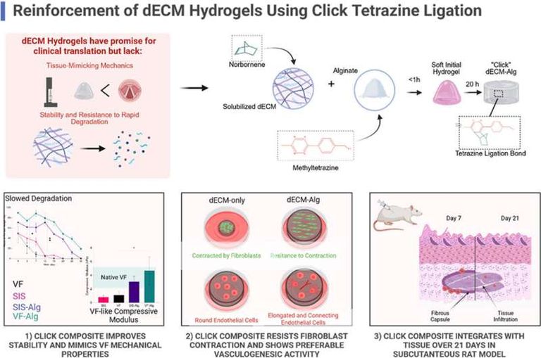 مادة هلامية تُظهر نتائج مبكرة لعلاج إصابات الأحبال الصوتية