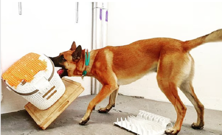 الكلاب يمكن أن تُدمن ألعابها مثل البشر