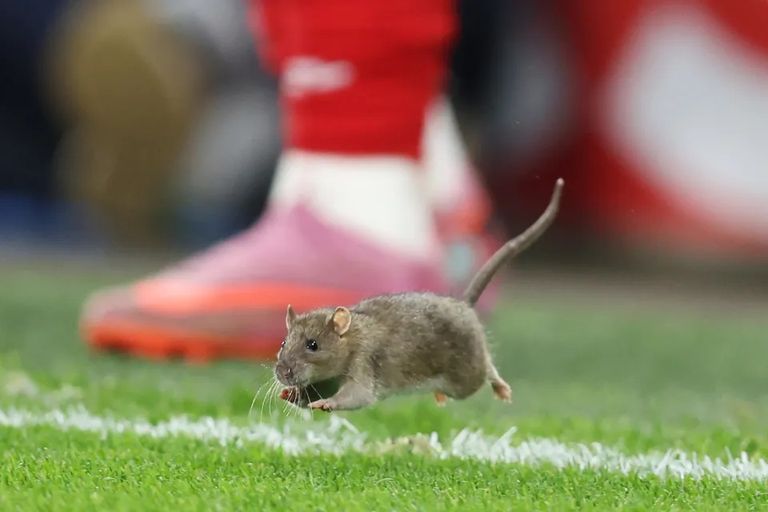 من مباراة ويلز ضد بلجيكا