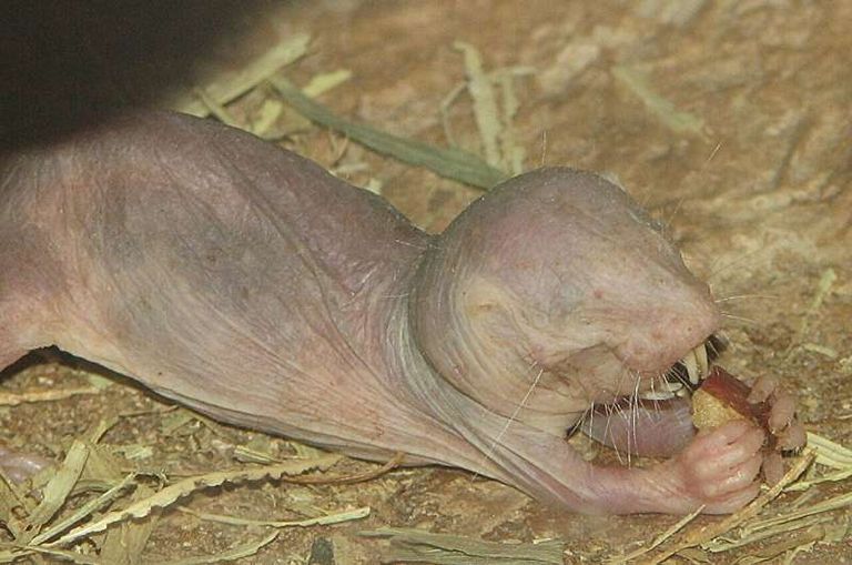 فأر الخلد العاري يعيش في جحوره المظلمة حتى 37 عاما