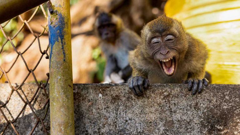 قرود- أرشيفية