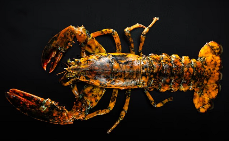 جراد البحر الملون الذي تم اكتشافه