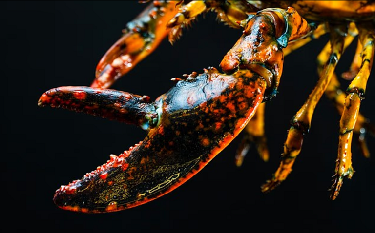 جراد البحر الملون الذي تم اكتشافه