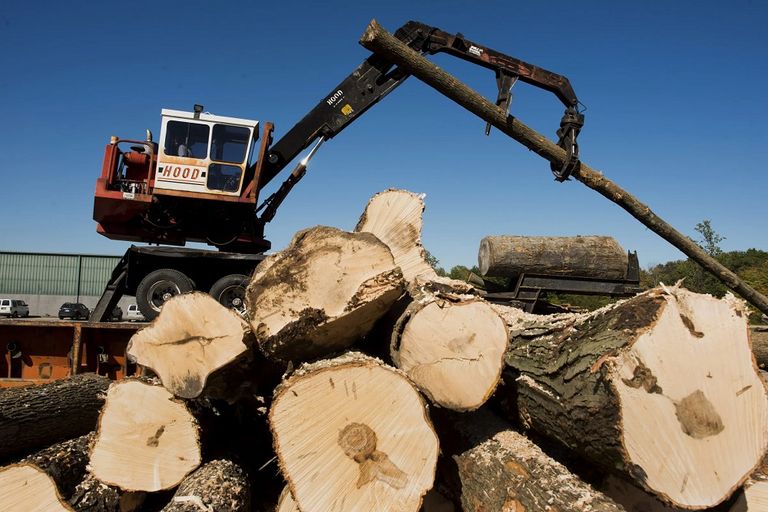 تجارة الأخشاب في أمريكا الشمالية الأخشاب في أمريكا الشمالية