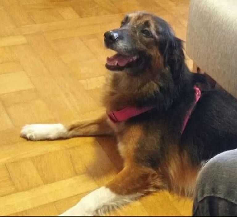 الحيوانات على متن الرحلات الجوية