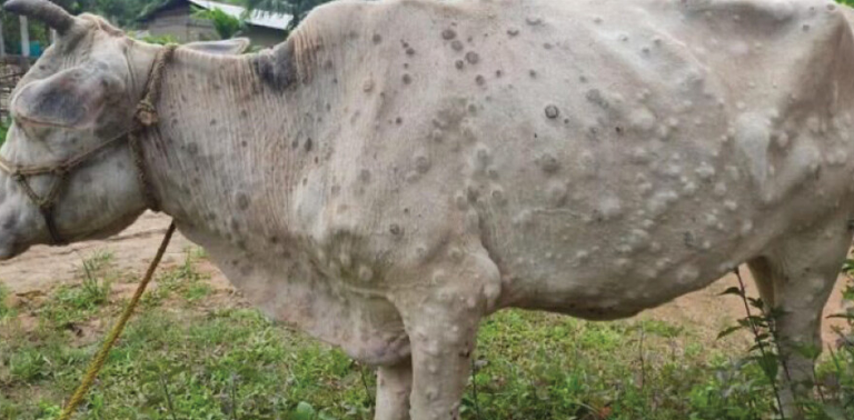 التهاب الجلد العقدي في الماشية