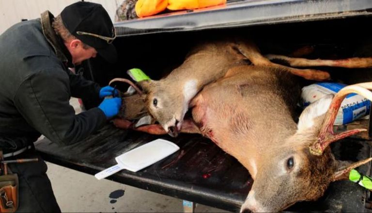 زومبي الغزلان