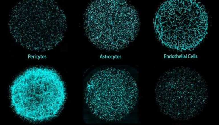 علماء يصنعون أدمغة صغيرة في المختبر لتطوير أدوية أكثر دقة