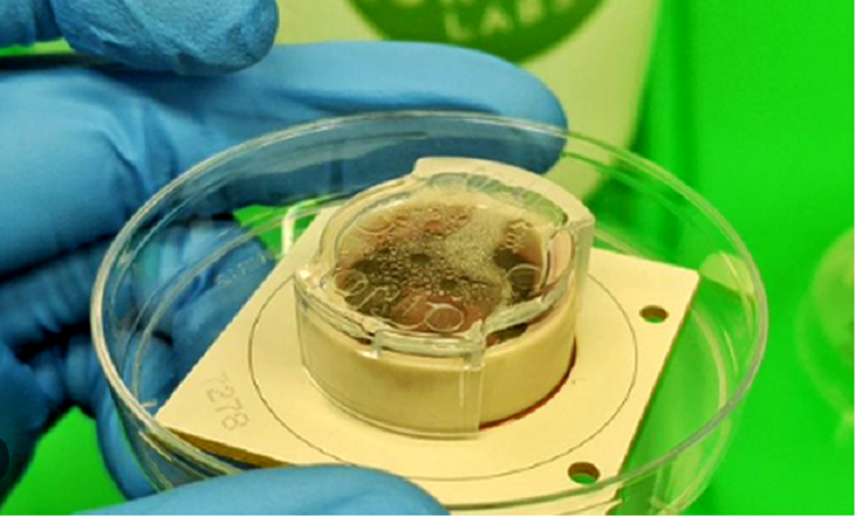 علماء يصنعون أدمغة صغيرة في المختبر لتطوير أدوية أكثر دقة