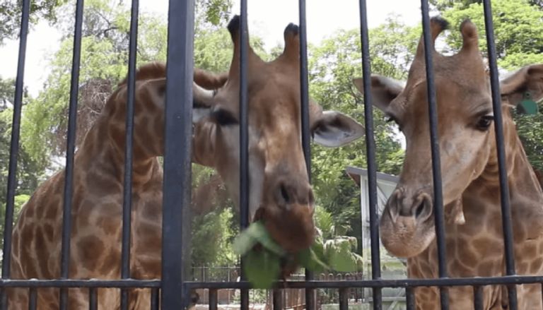 حقيقة فيديو الزرافة الغارقة في النيل