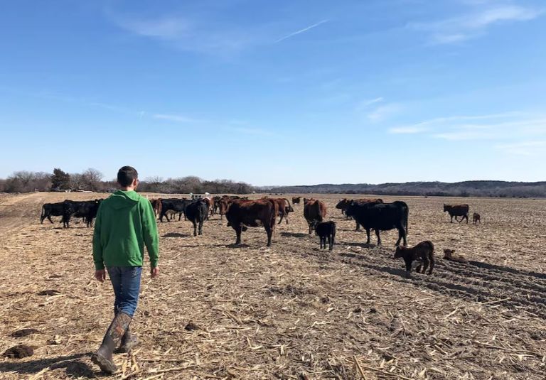 مزارع ذرة وفول الصويا، يعتني بماشيته في مزرعته في مورس بلاف، نبراسكا الرئيس الأمريكي دونالد ترامب