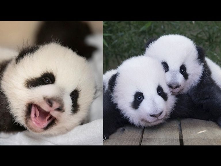 زوج من الباندا