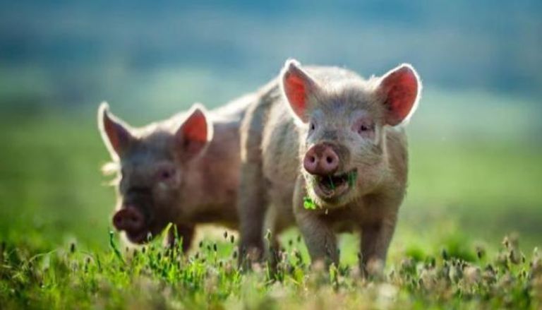 خنازير - أرشيفية