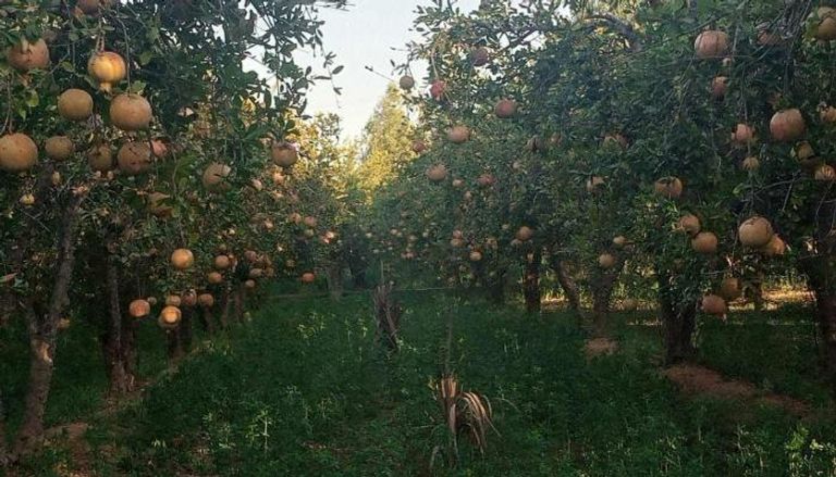 ضيعة رمان في قابس