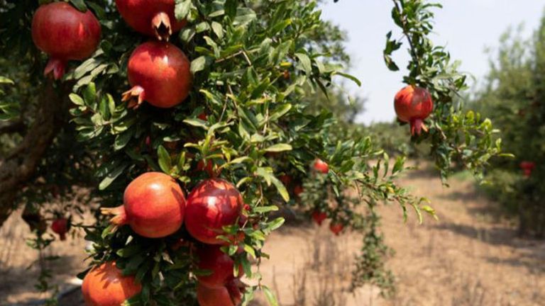 ضيعة رمان في قابس التونسية