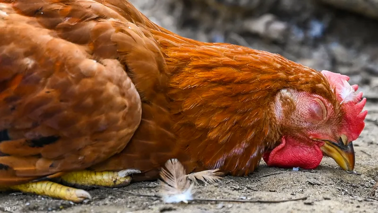 إنفلونزا الطيور إنفلونزا الطيور