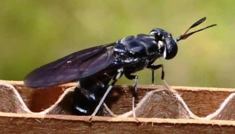 ذبابة الرمل السوداء