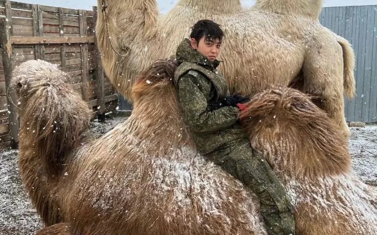 قوات روسية تستخدم الجمل البكتيري في النقل على الخطوط الأمامية