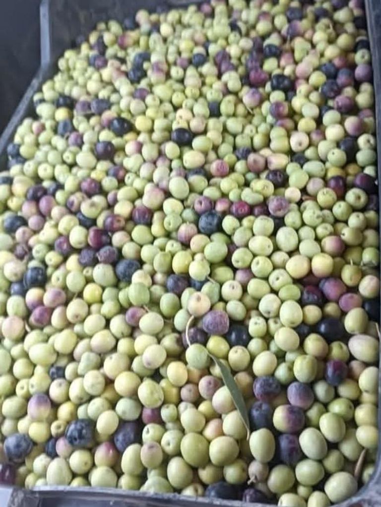 حصاد الزيتون في تونس