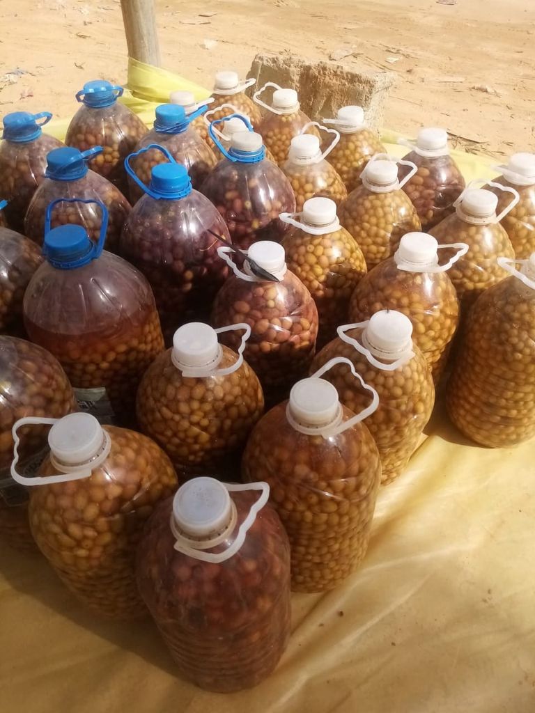 حصاد الزيتون في تونس