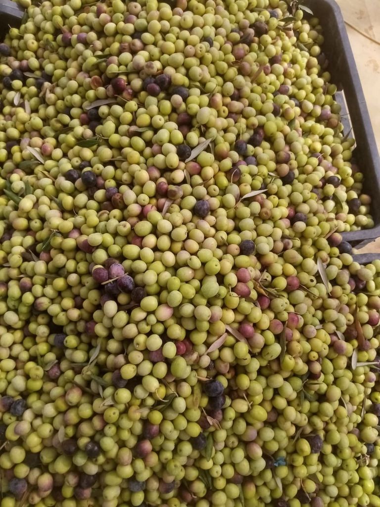 حصاد الزيتون في تونس