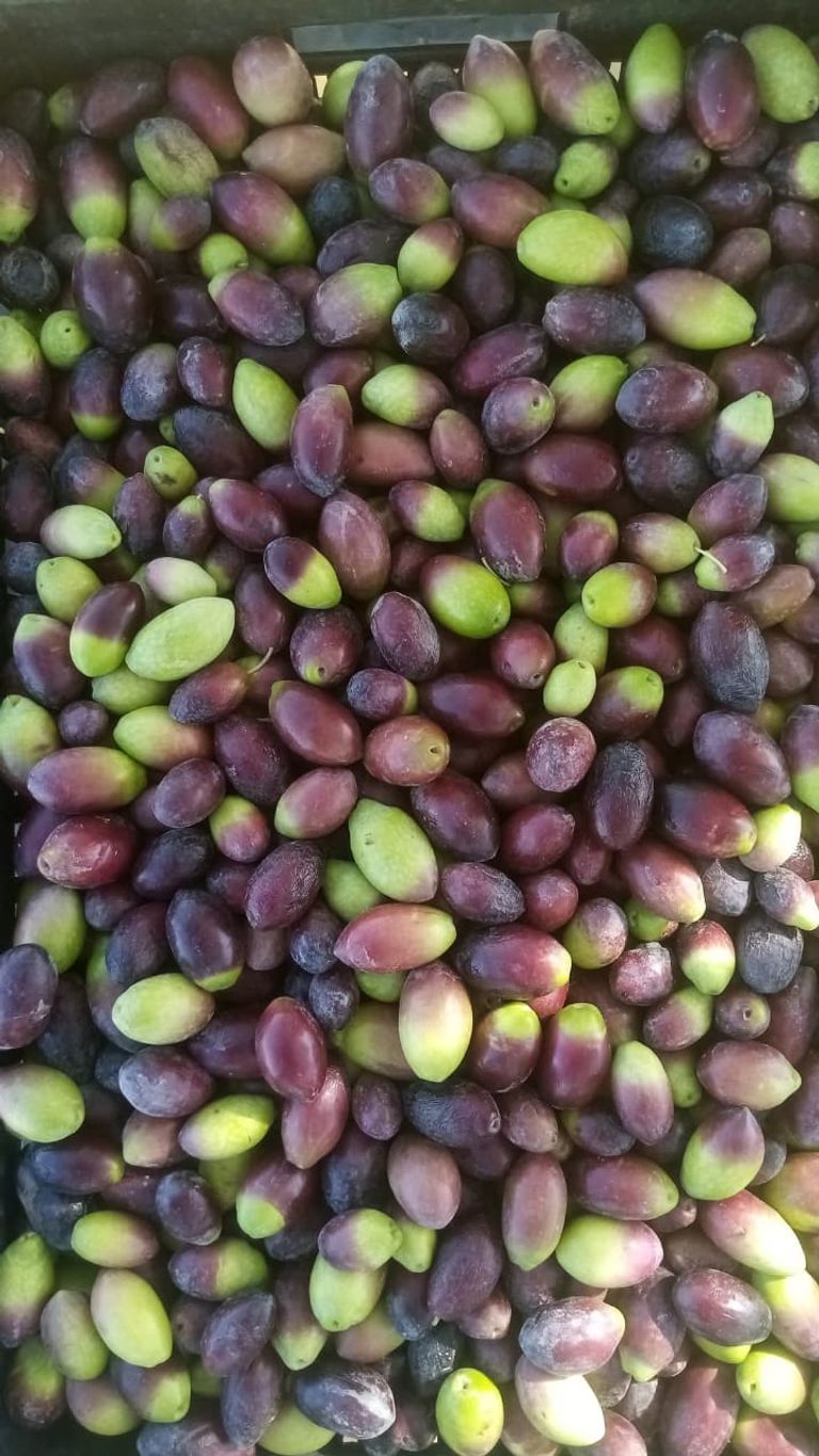 حصاد الزيتون في تونس