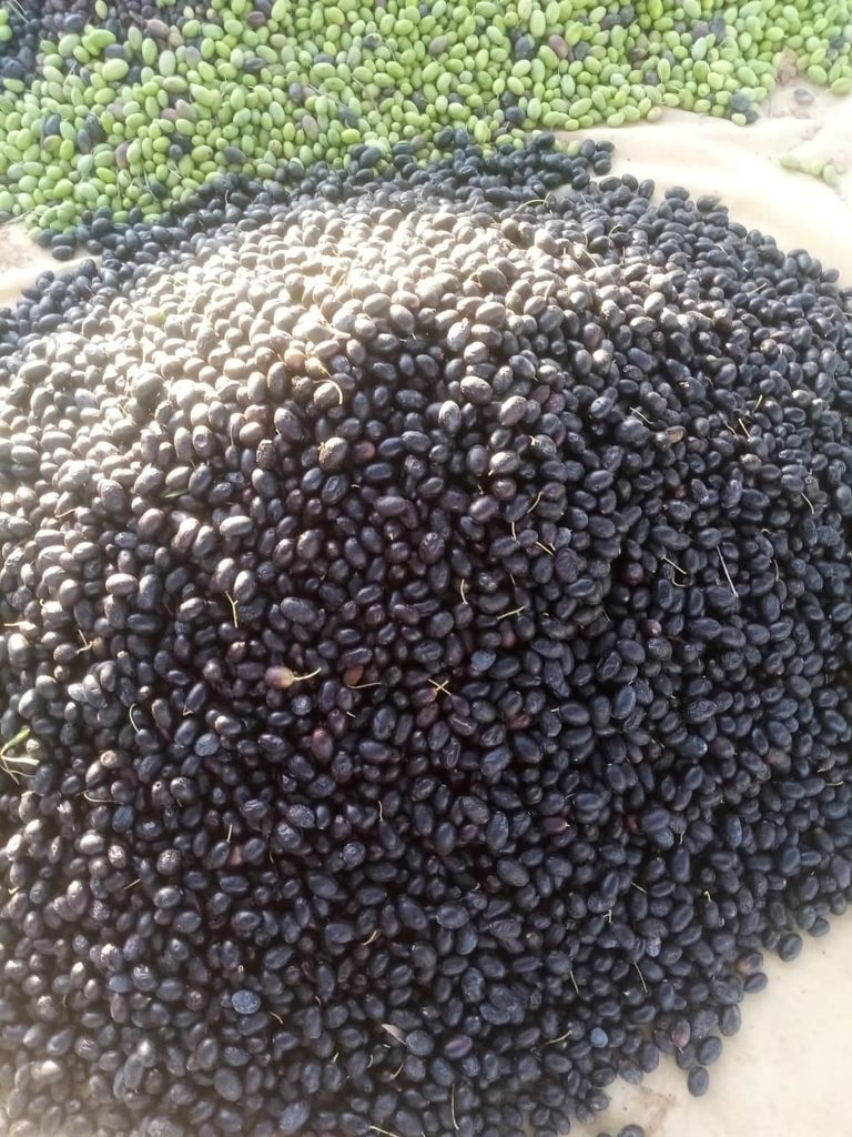 حصاد الزيتون في تونس