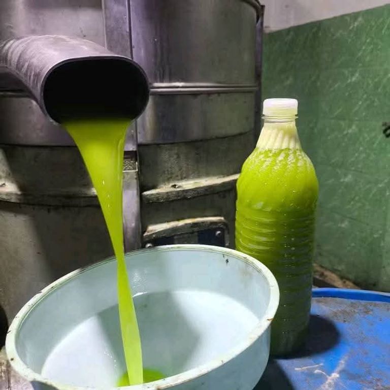 حصاد الزيتون في تونس