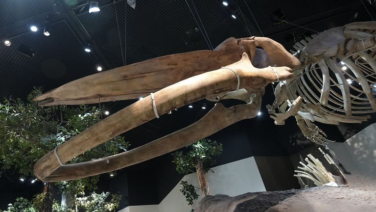 علم دولة الإمارات