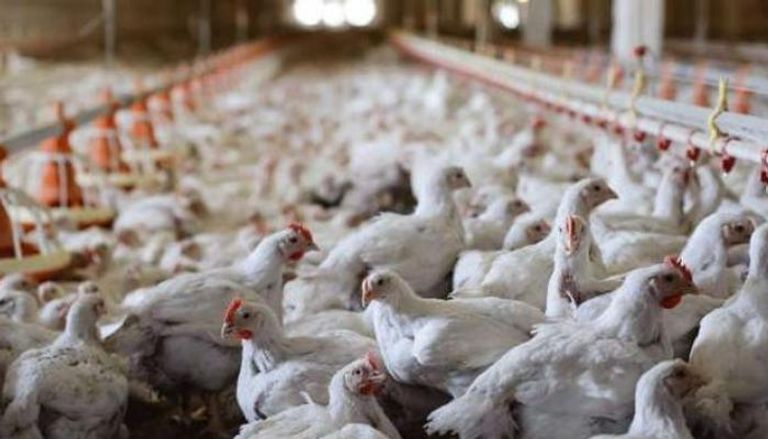 إنفلونزا الطيور