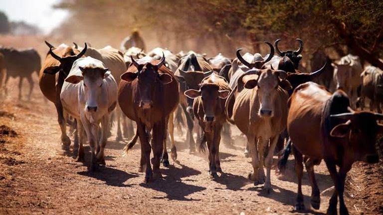 ثروات السودان 