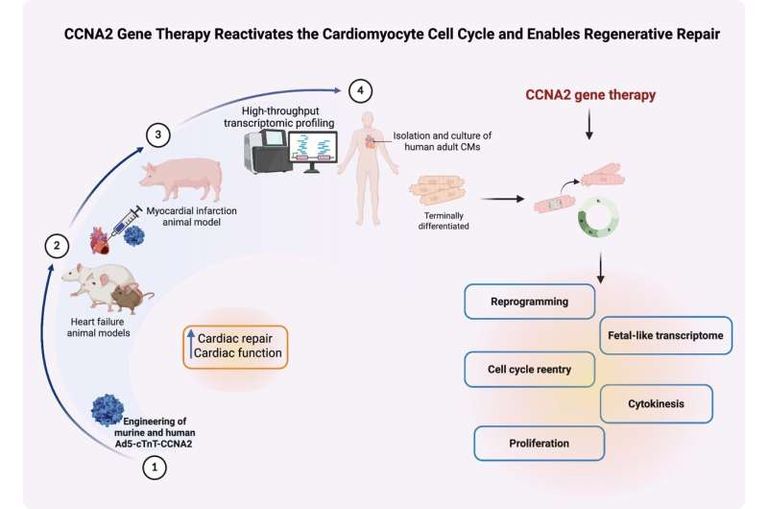 علماء يعيدون الحياة لخلايا القلب التالفة