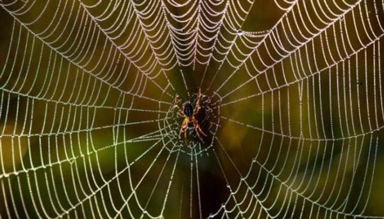 شبكة عنكبوتية