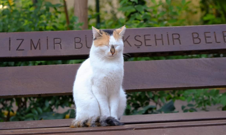 نفقة لرعاية القطط بعد الطلاق