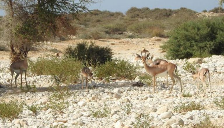 انتخاب سلطنة عُمان عضوًا في المجلس الدولي التابع لليونسكو