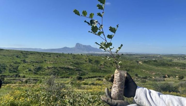 الغطاء الغابي شمالي تونس - أرشيفية