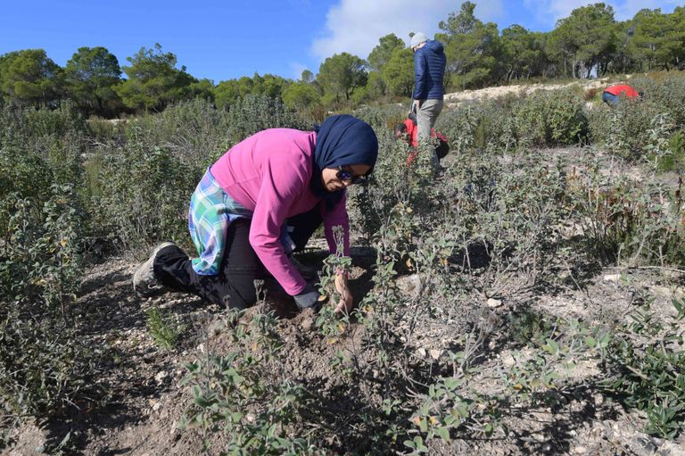 إعادة إحياء الغطاء الغابي شمالي تونس - أرشيفية