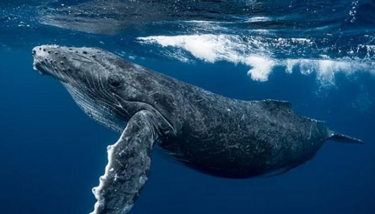 العلماء يفكون شفرة لغة الحيتان