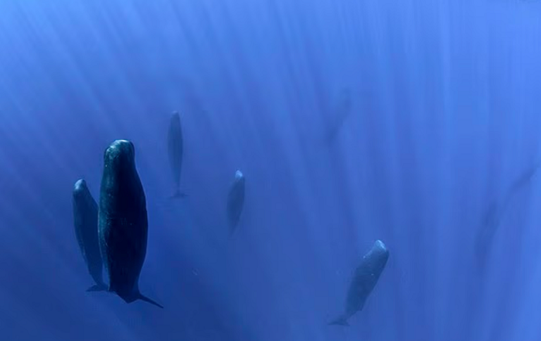 العلماء يفكون شفرة لغة الحيتان