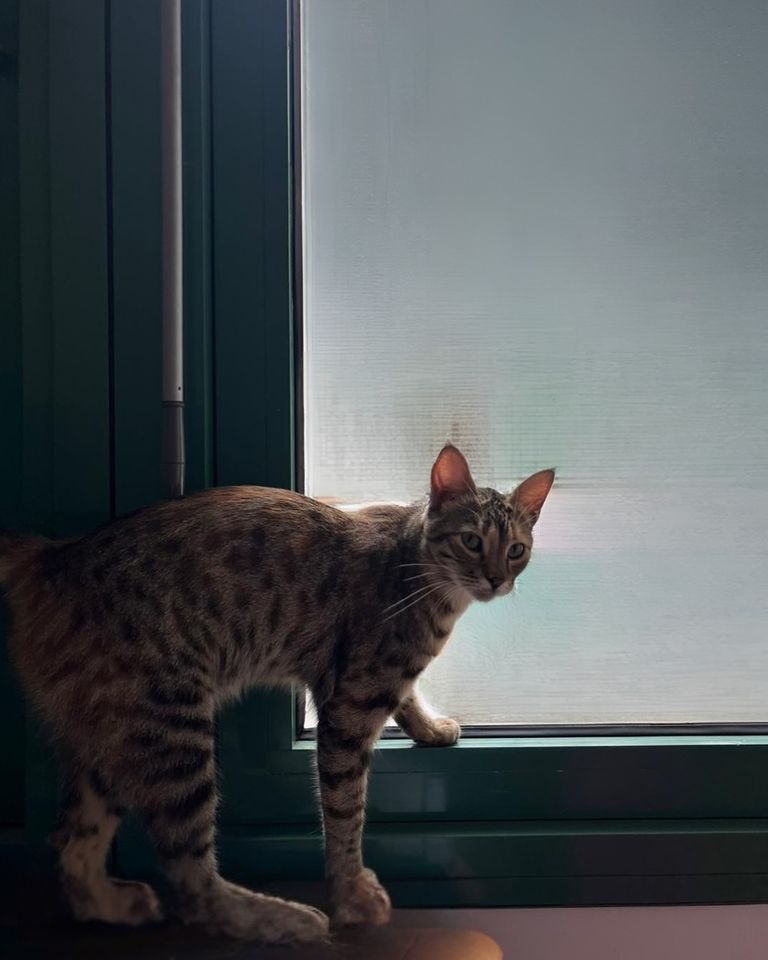 القطة تجولت بين مكاتب السفارة الألمانية بالقاهرة